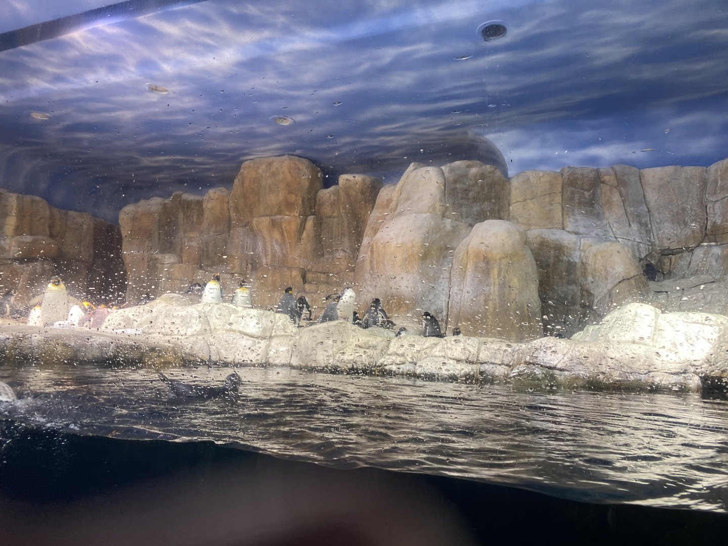 Scott Aquarium - King Penguin/Gentoo Penguin/Southern Rockhopper Penguin Exhibit