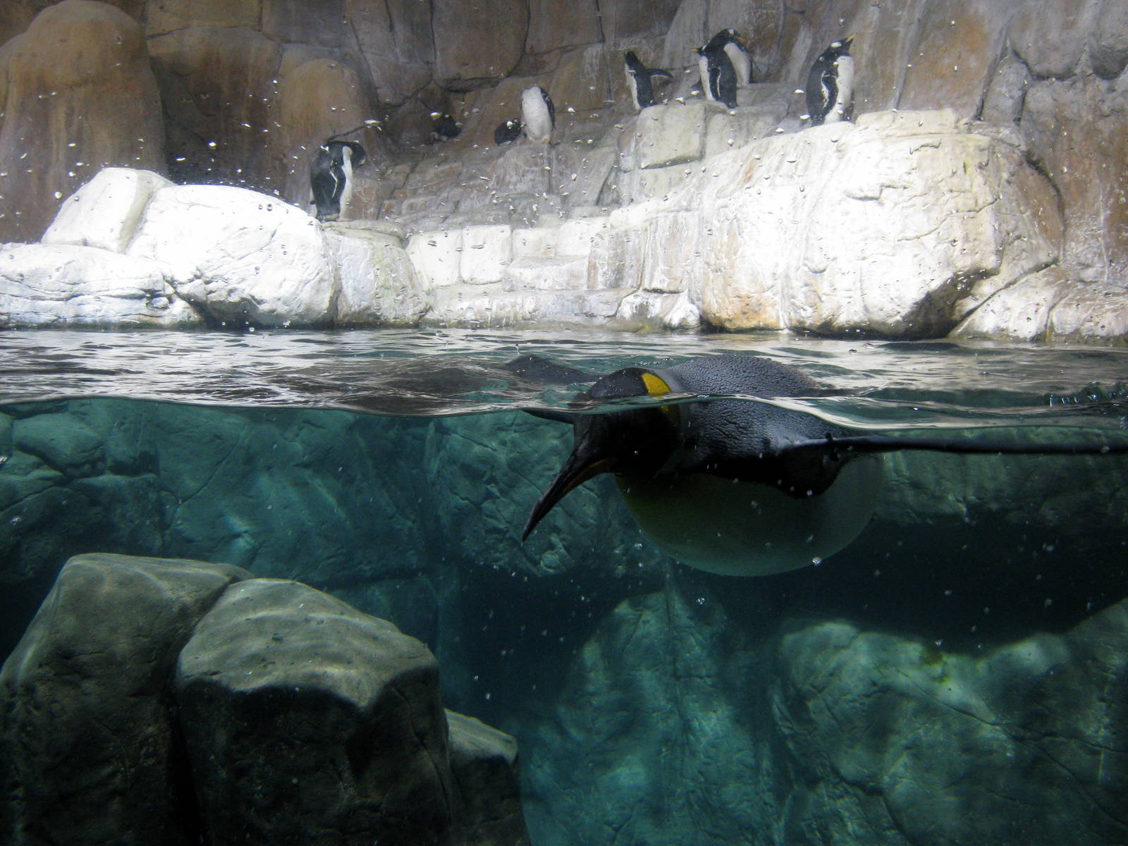 Scott Aquarium-King Penguin