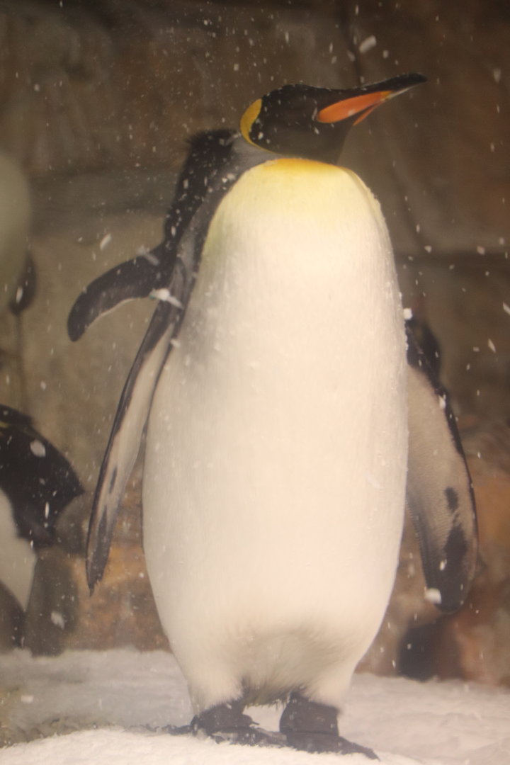 Scott Aquarium - King Penguin