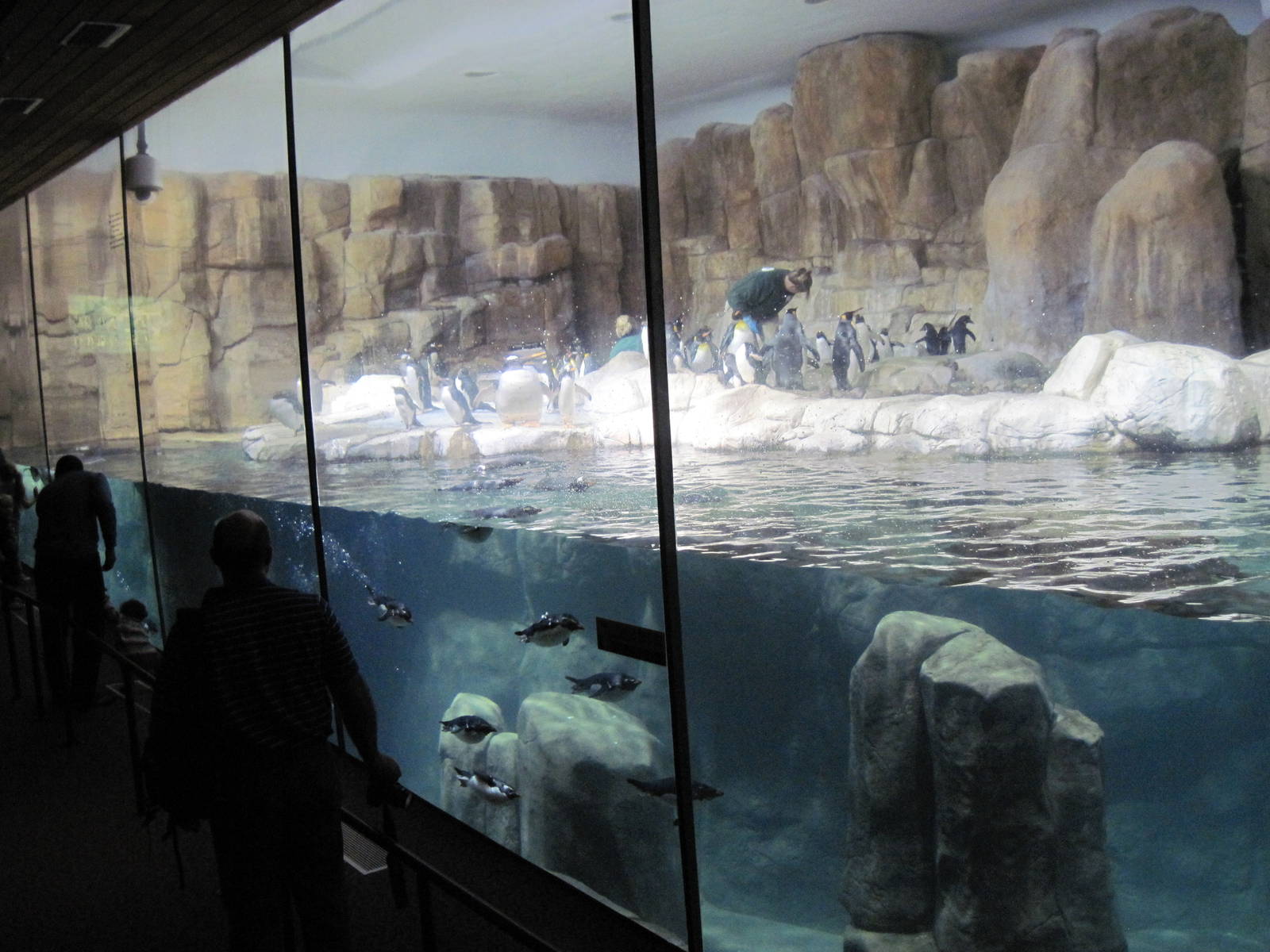 Scott Aquarium-King, Rockhopper, and Gentoo Penguin Exhibit