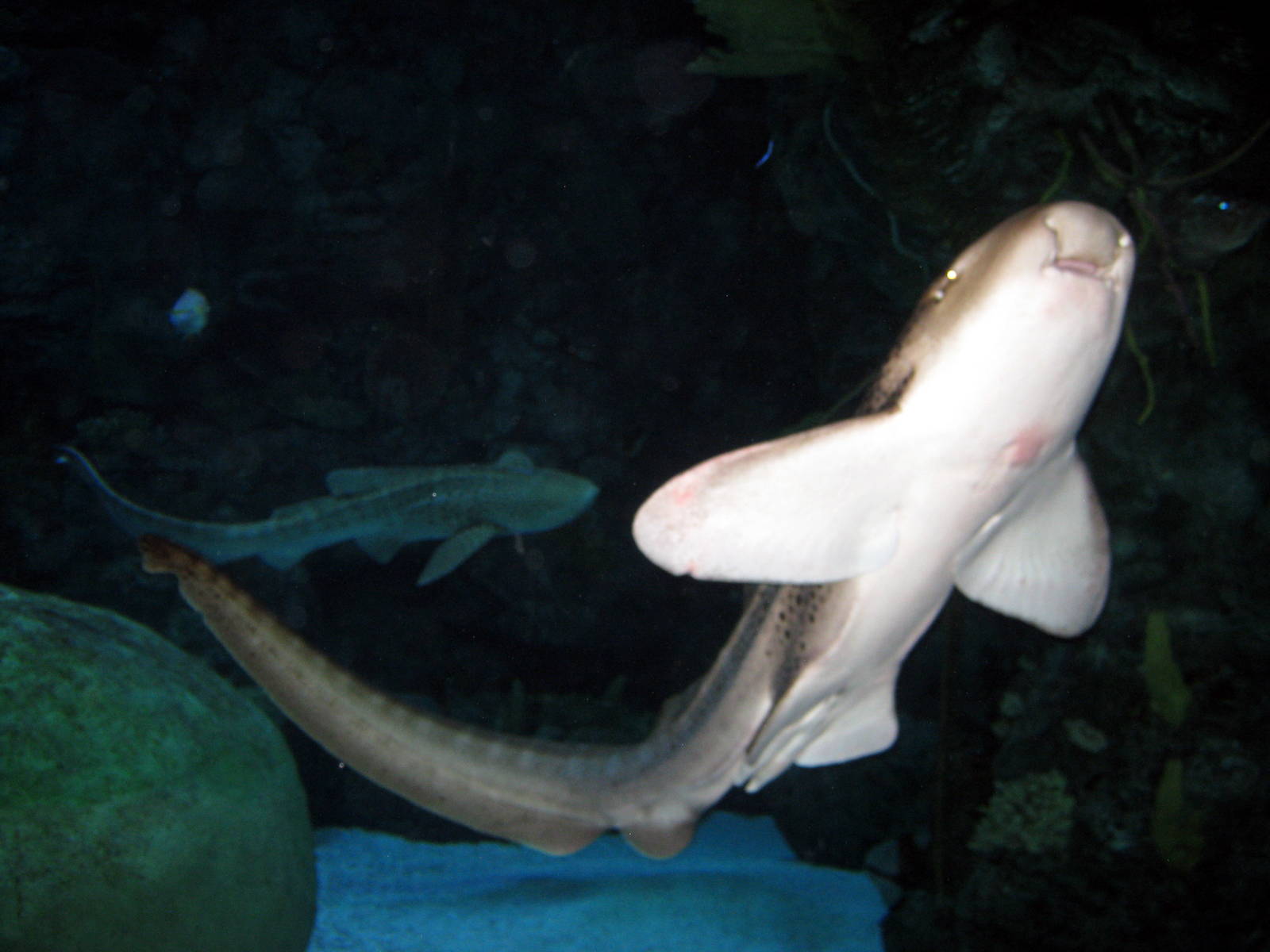 Scott Aquarium-Leopard Shark