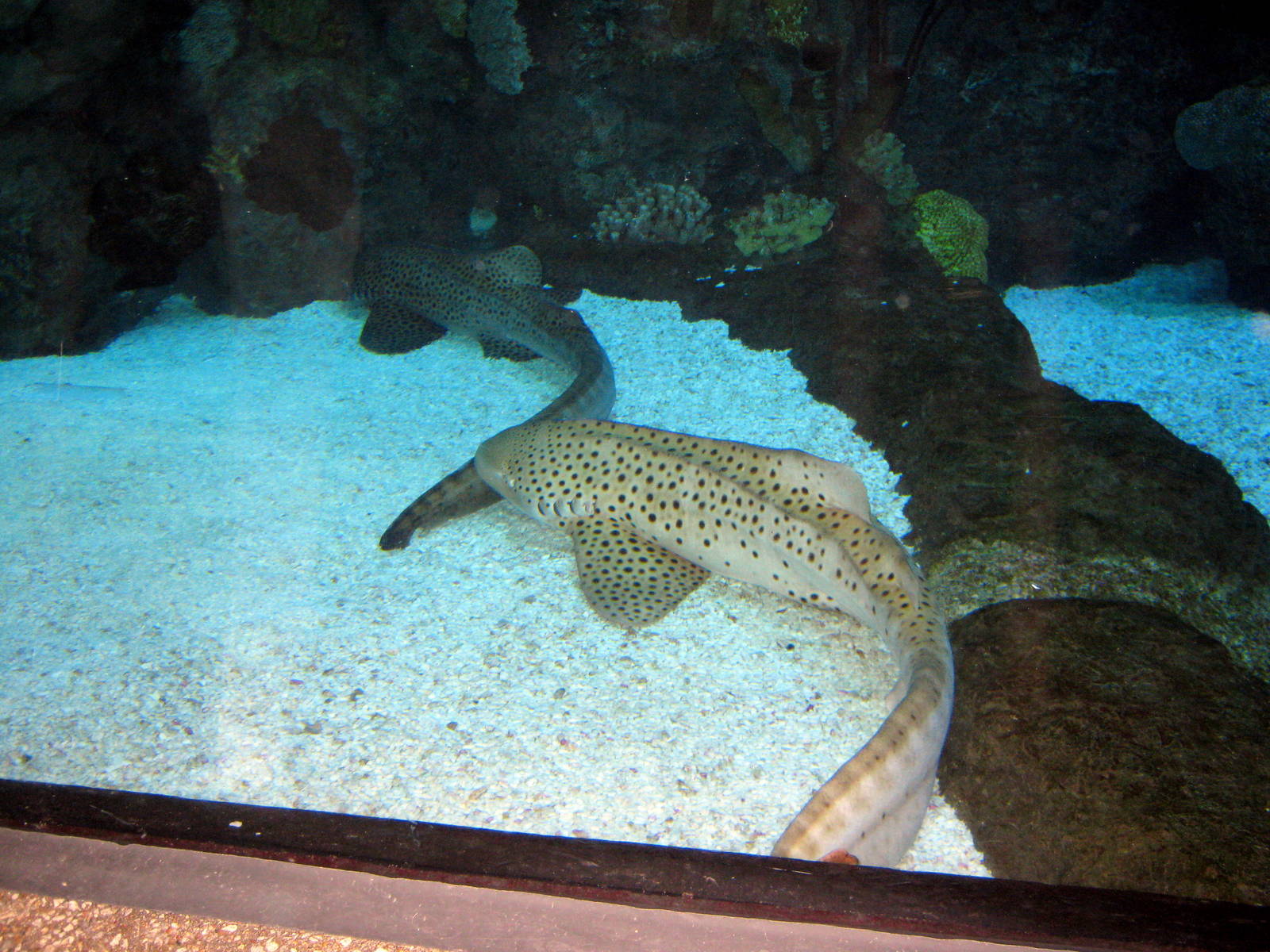Scott Aquarium-Leopard Sharks
