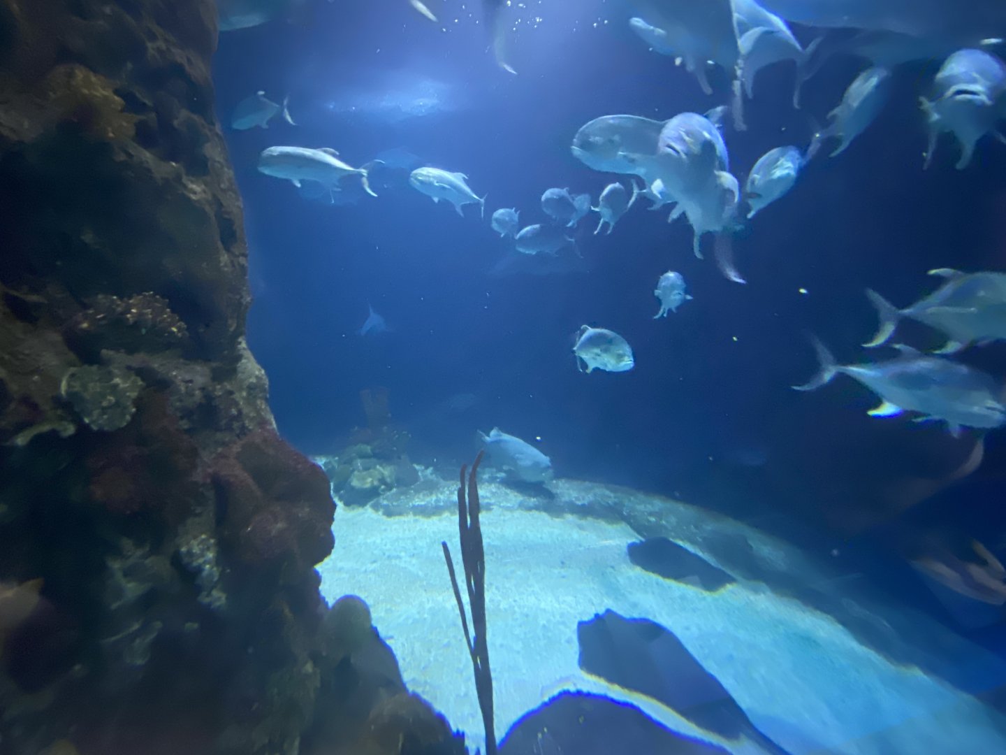 Scott Aquarium - Main Tank