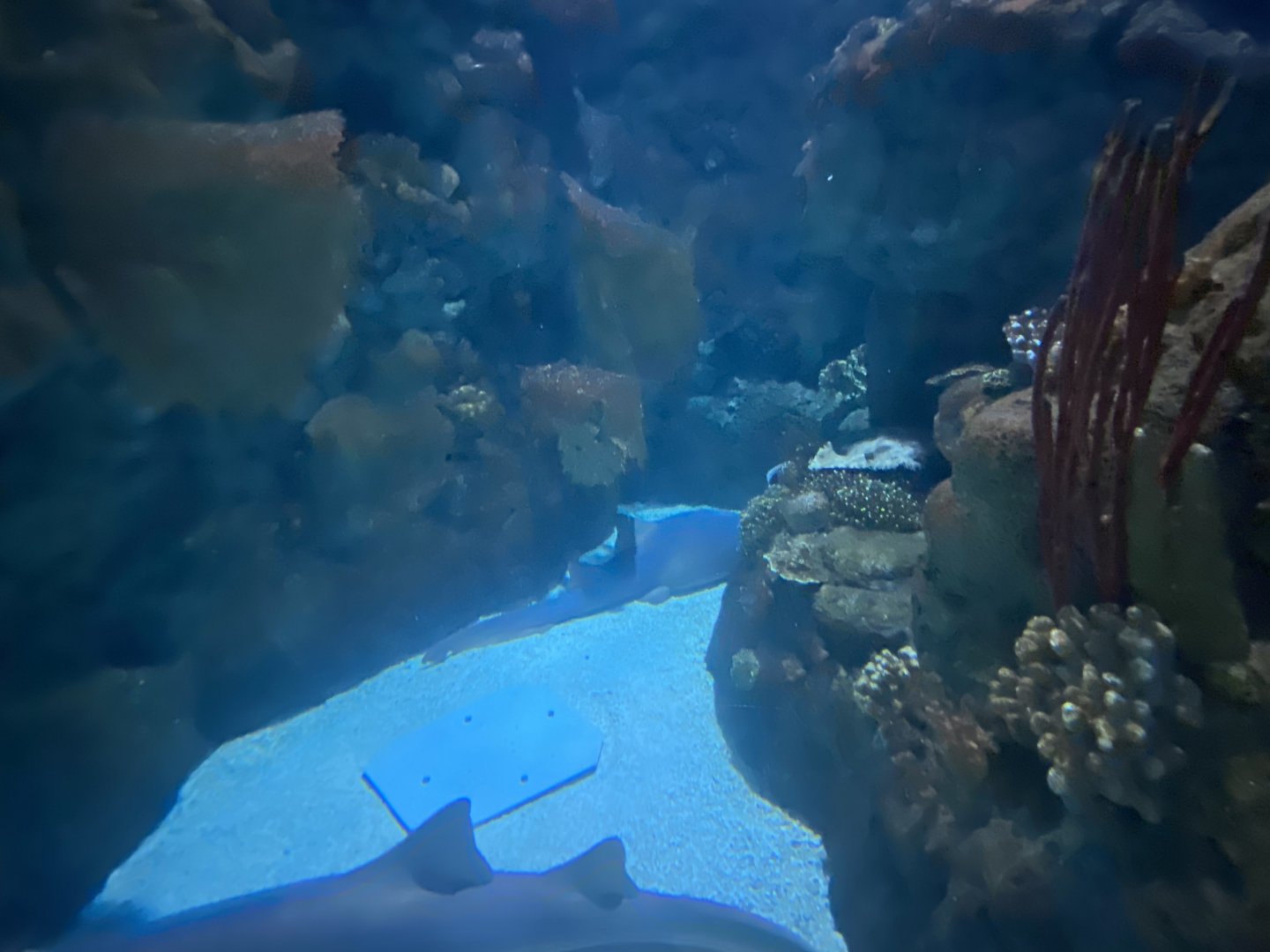 Scott Aquarium - Main Tank