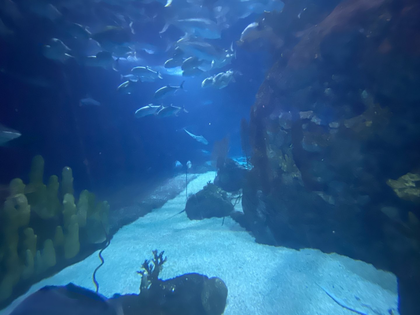 Scott Aquarium - Main Tank