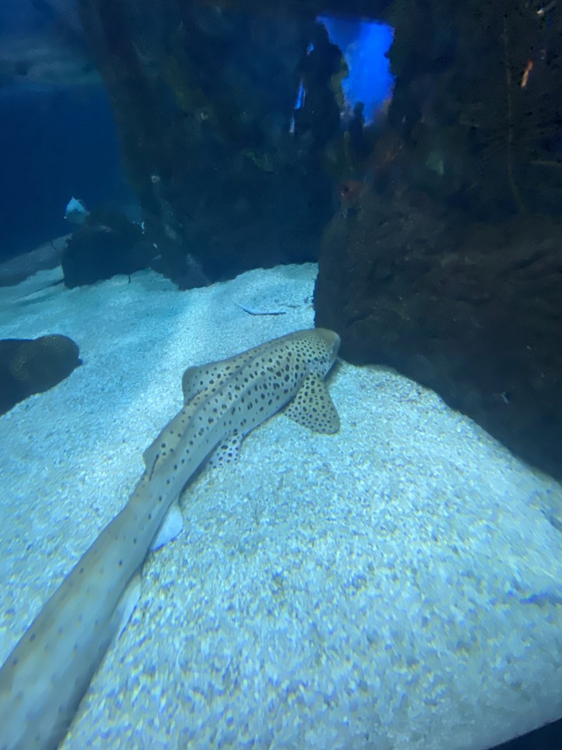 Scott Aquarium - Main Tank