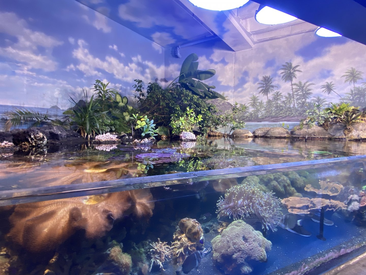 Scott Aquarium - Mangrove Tank