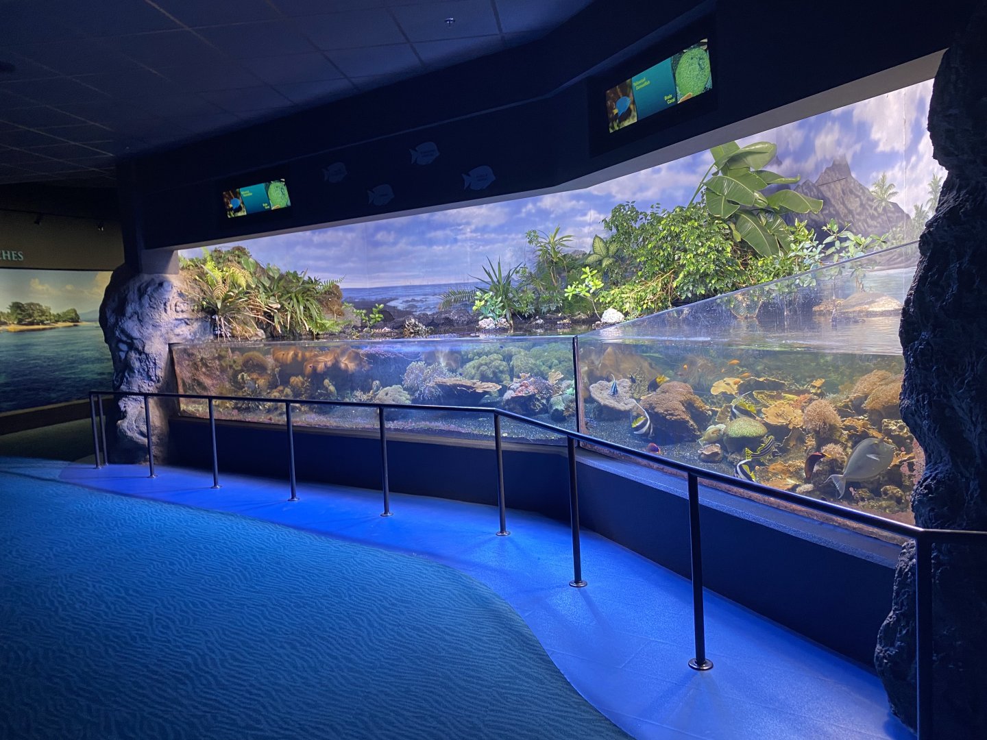 Scott Aquarium - Mangrove Tank