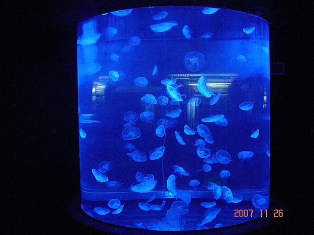 Scott Aquarium-Moon Jellyfish