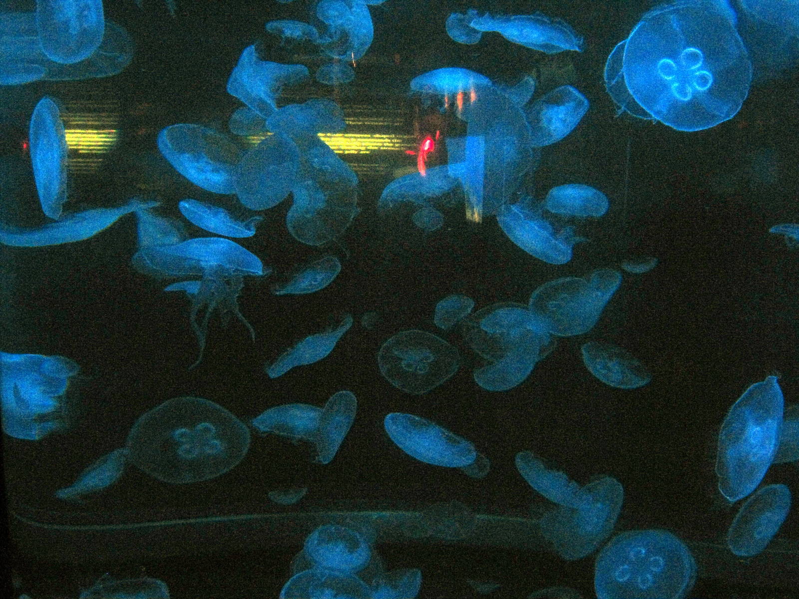 Scott Aquarium-Moon Jellyfish