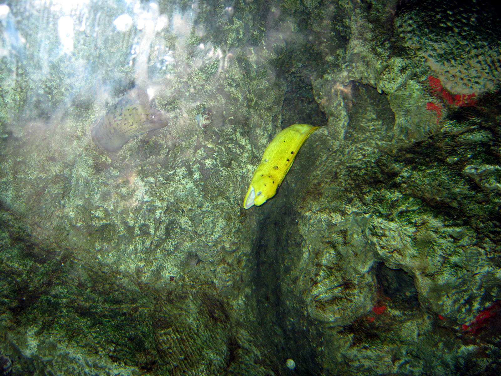 Scott Aquarium-Moray Eel
