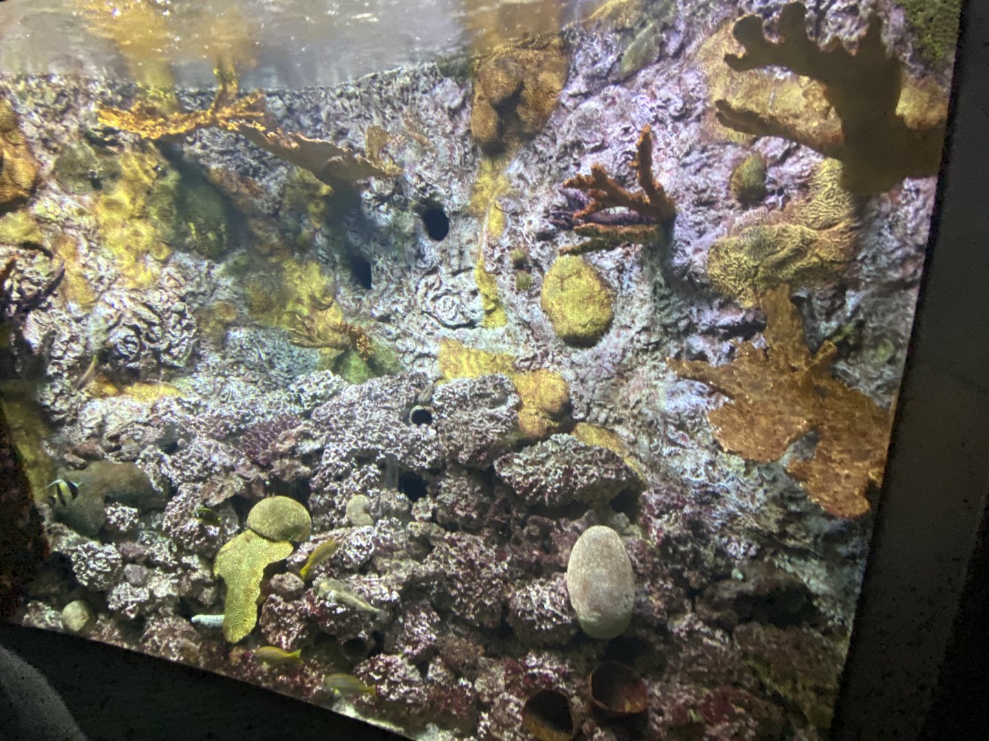 Scott Aquarium - Pacific Giant Octopus Tank