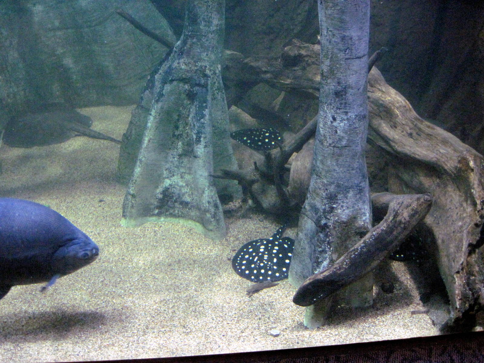 Scott Aquarium-Pacu and Freshwater Stingrays