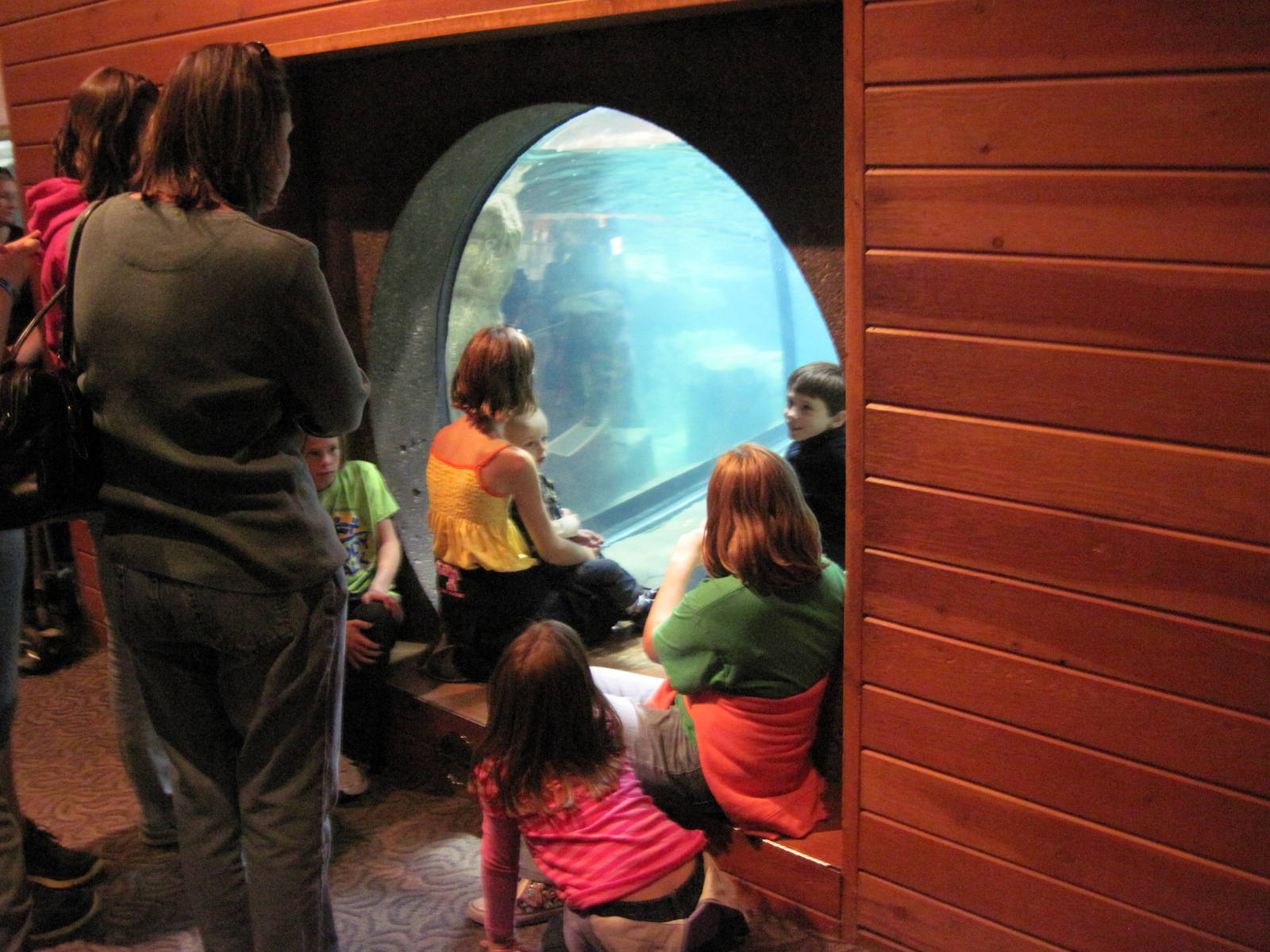 Scott Aquarium-Penguin Viewing Bubble