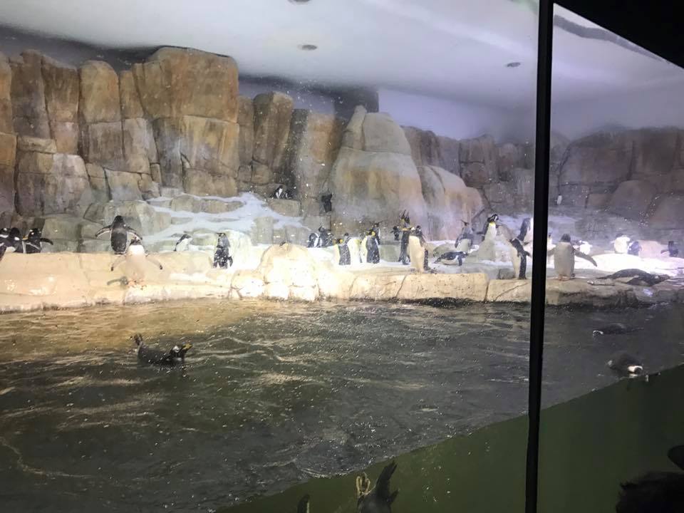 Scott Aquarium- Penguin