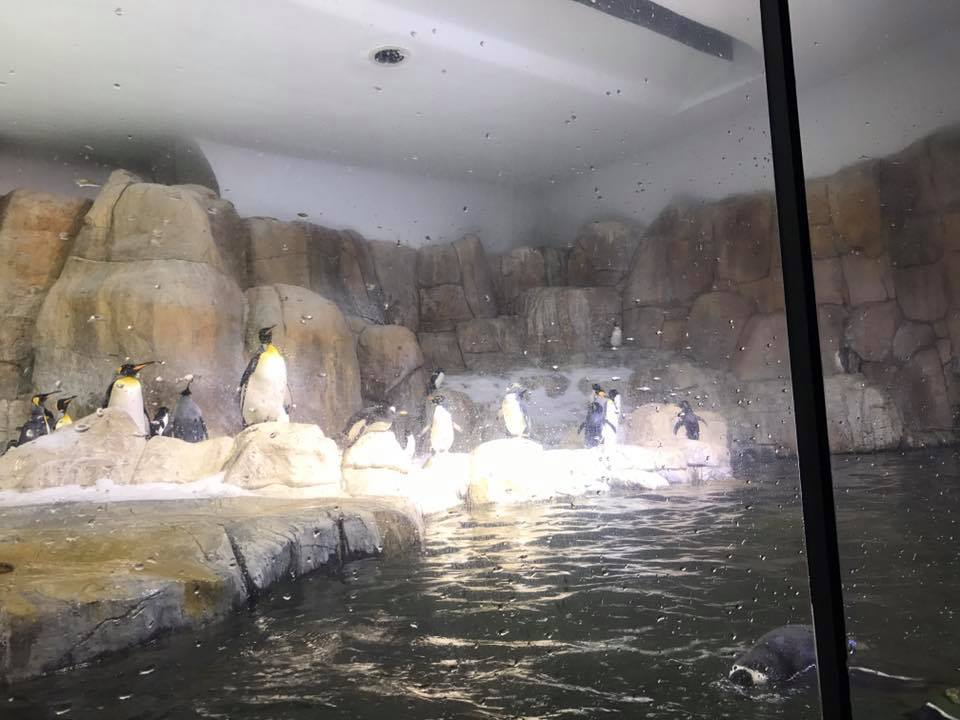 Scott Aquarium- Penguin