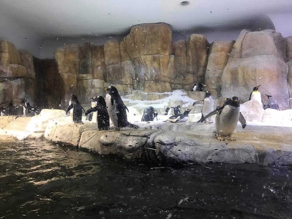 Scott Aquarium- Penguin