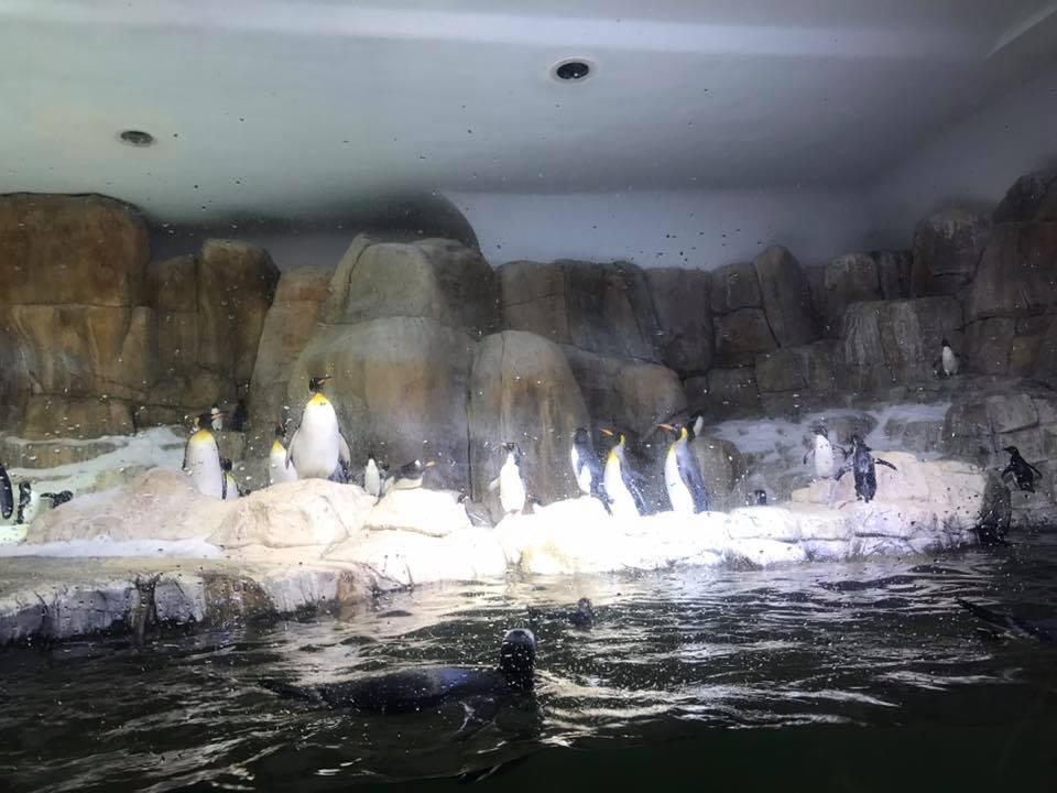 Scott Aquarium- Penguin