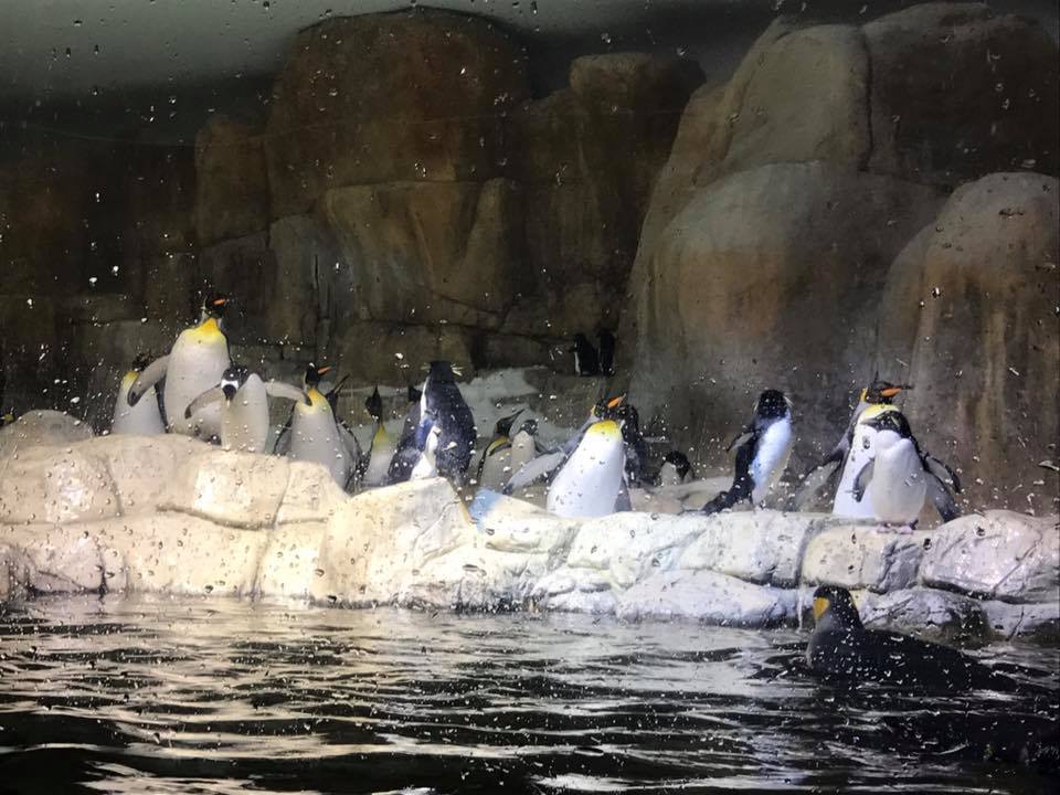 Scott Aquarium- Penguin