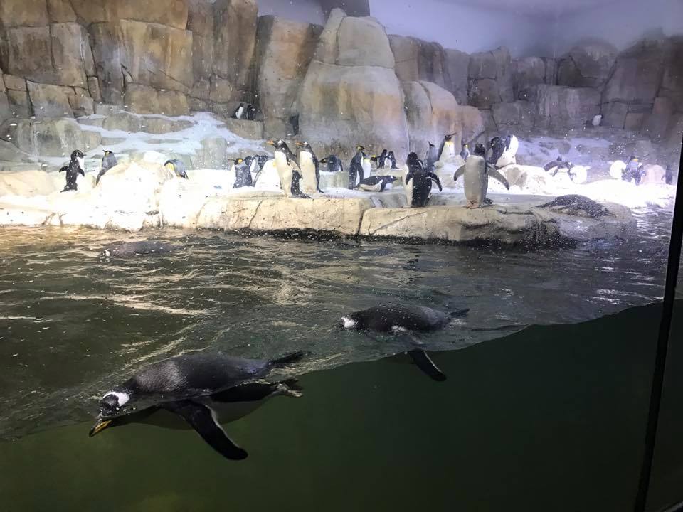 Scott Aquarium- Penguin