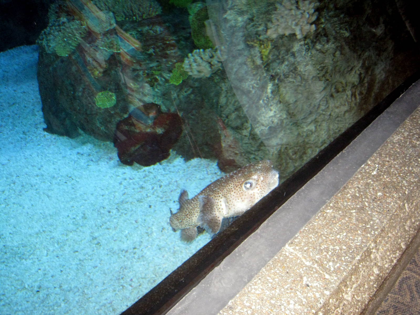 Scott Aquarium-Pufferfish