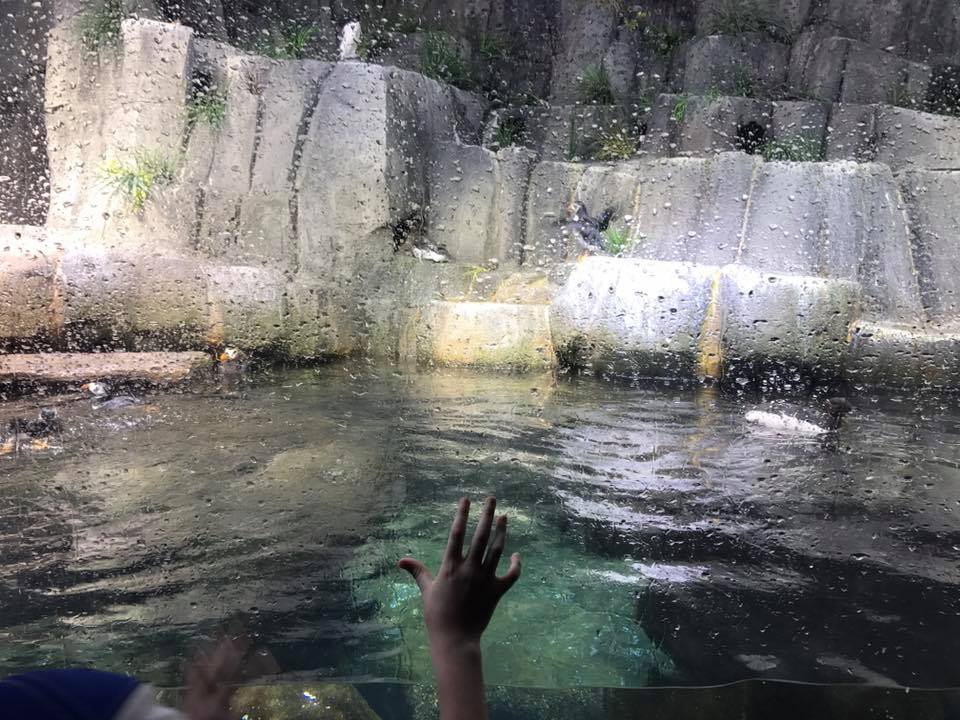 Scott Aquarium- Puffin