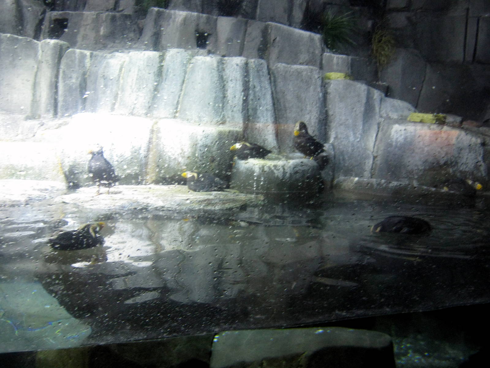 Scott Aquarium-Puffins