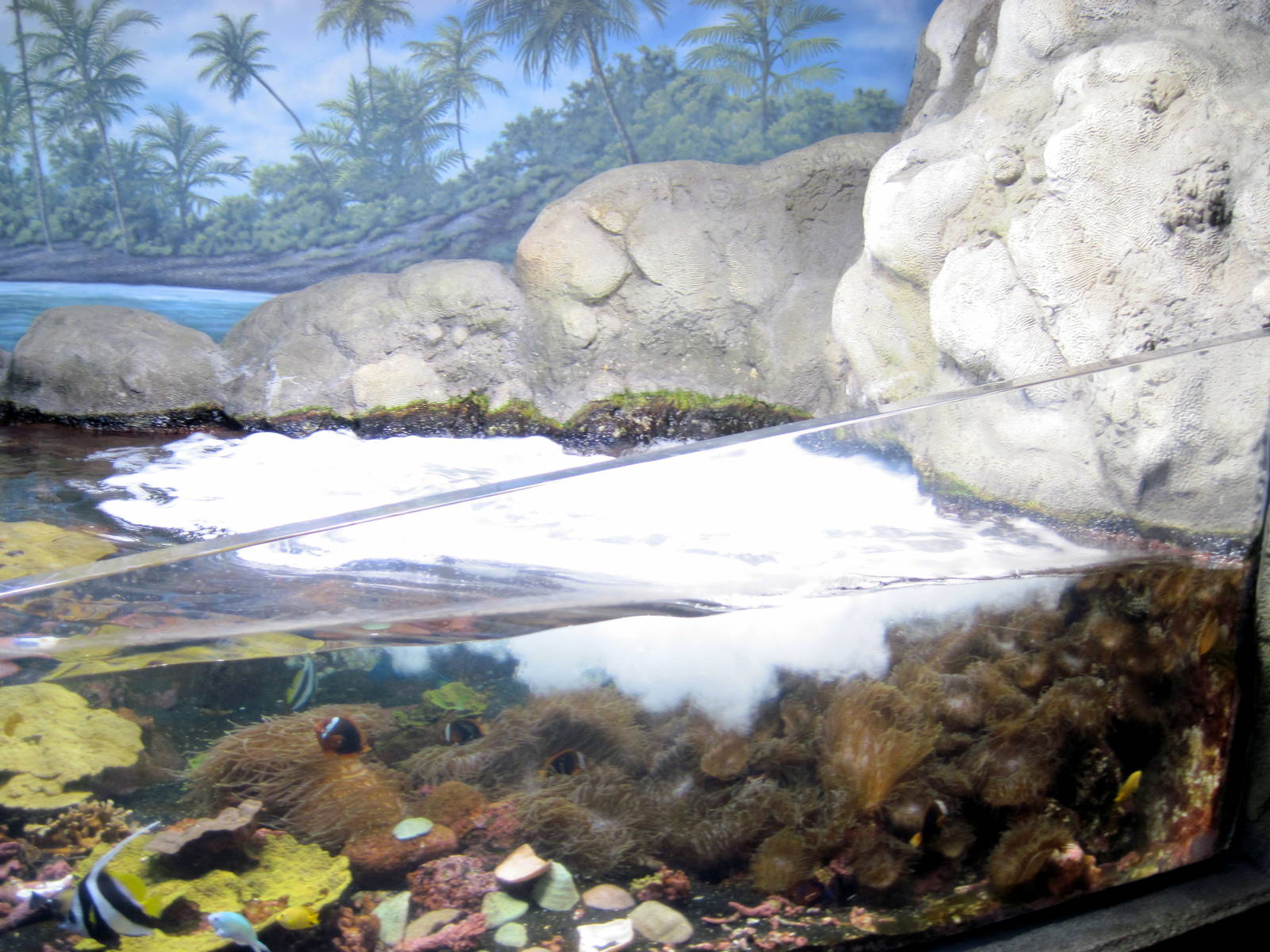 Scott Aquarium-Reef Exhibit