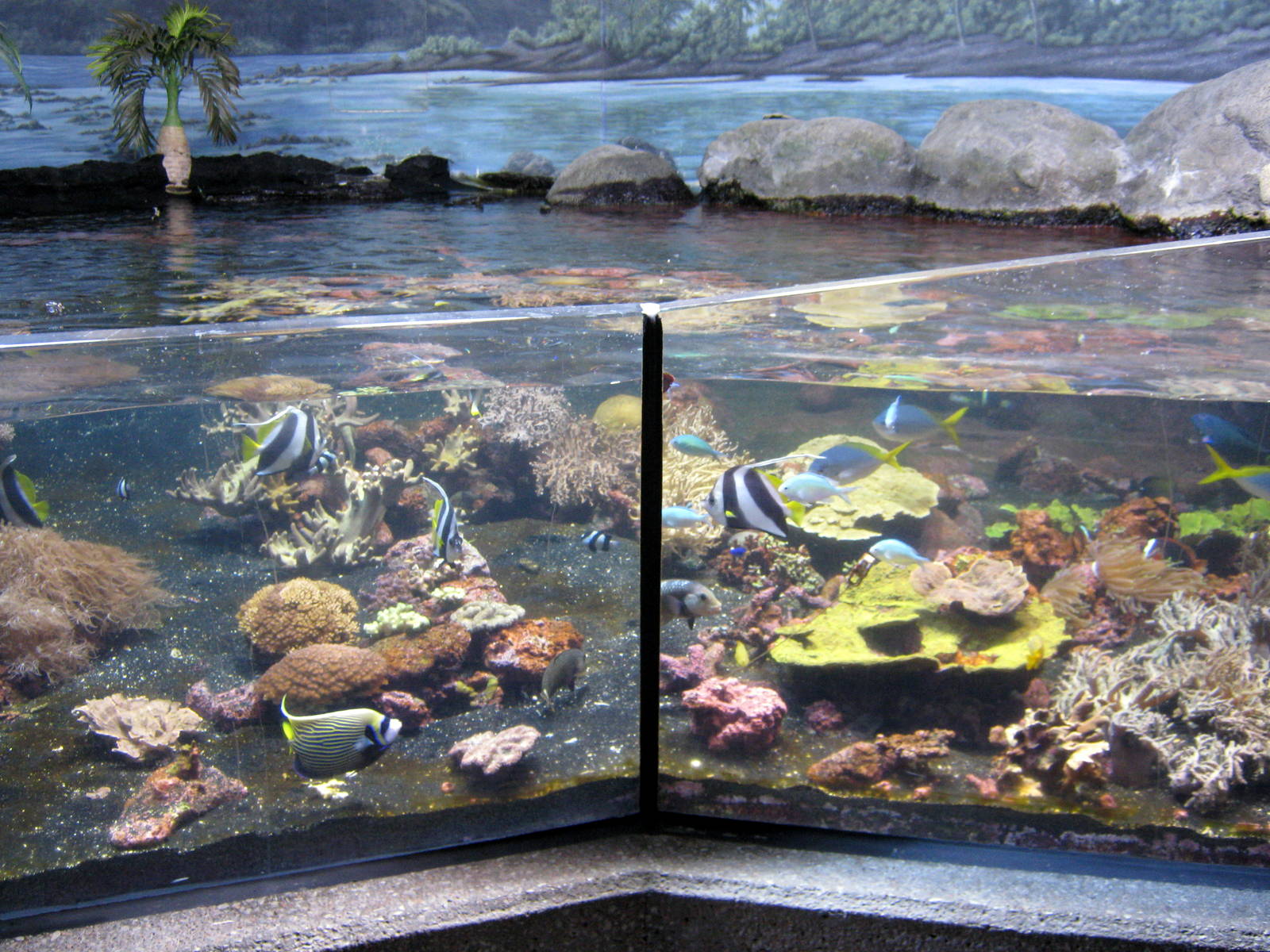 Scott Aquarium-Reef Tank