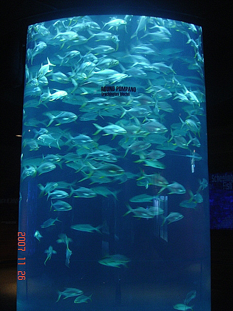 Scott Aquarium-Round Pompano