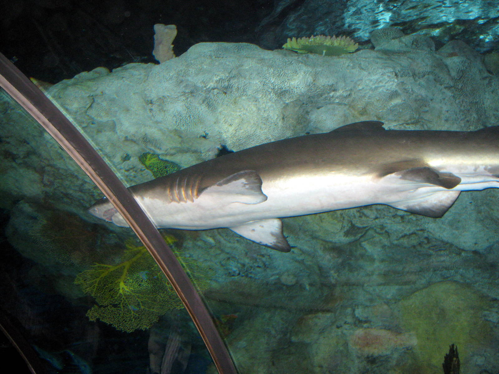 Scott Aquarium-Sandtiger Shark