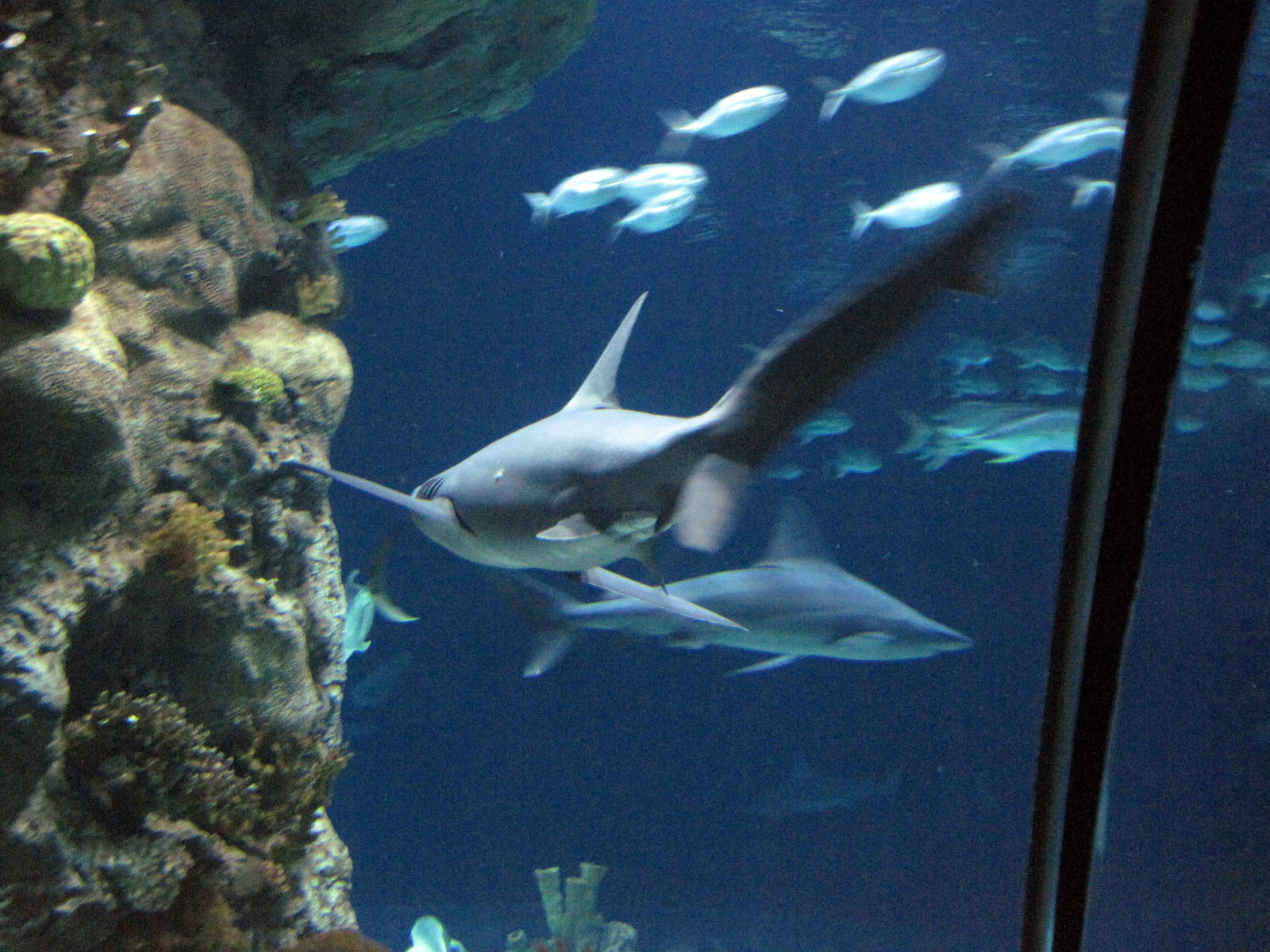 Scott Aquarium-Sandtiger Shark