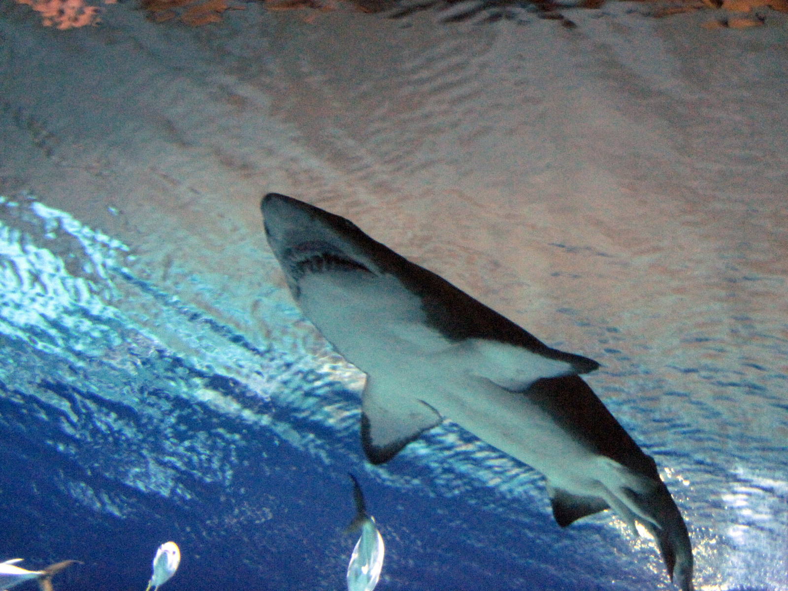 Scott Aquarium-Sandtiger Shark