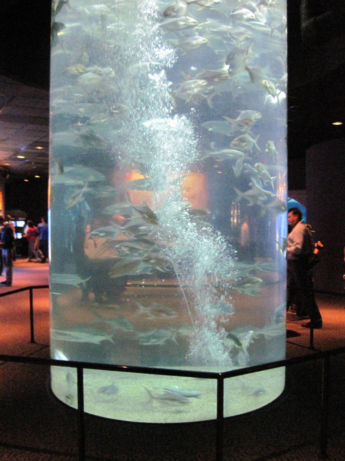 Scott Aquarium-Schooling Fish Exhibit