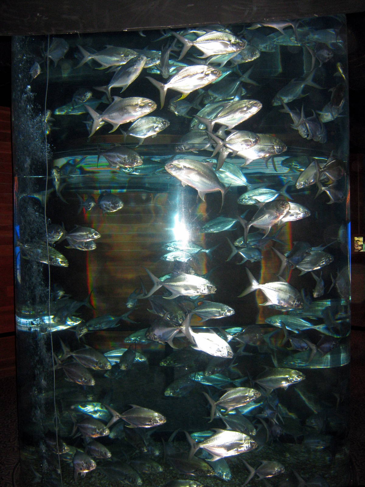 Scott Aquarium-Schooling Fish