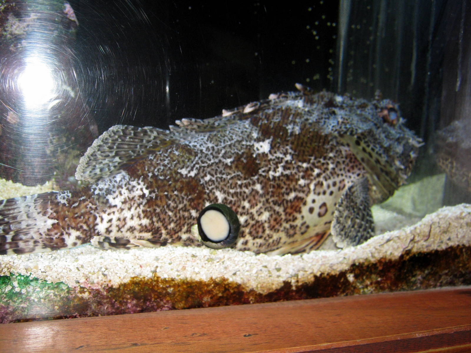 Scott Aquarium-Scorpionfish