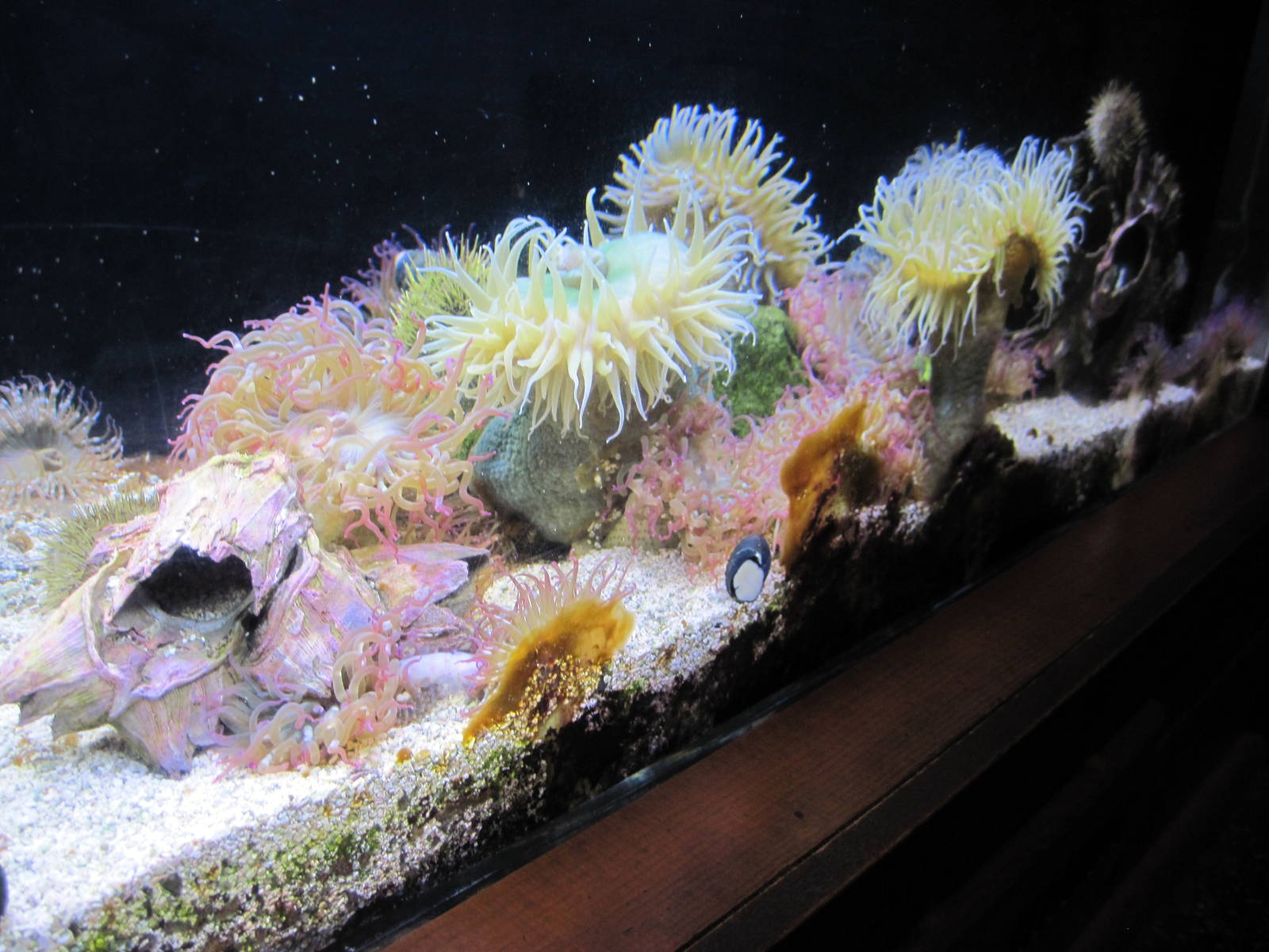Scott Aquarium-Sea Anemones