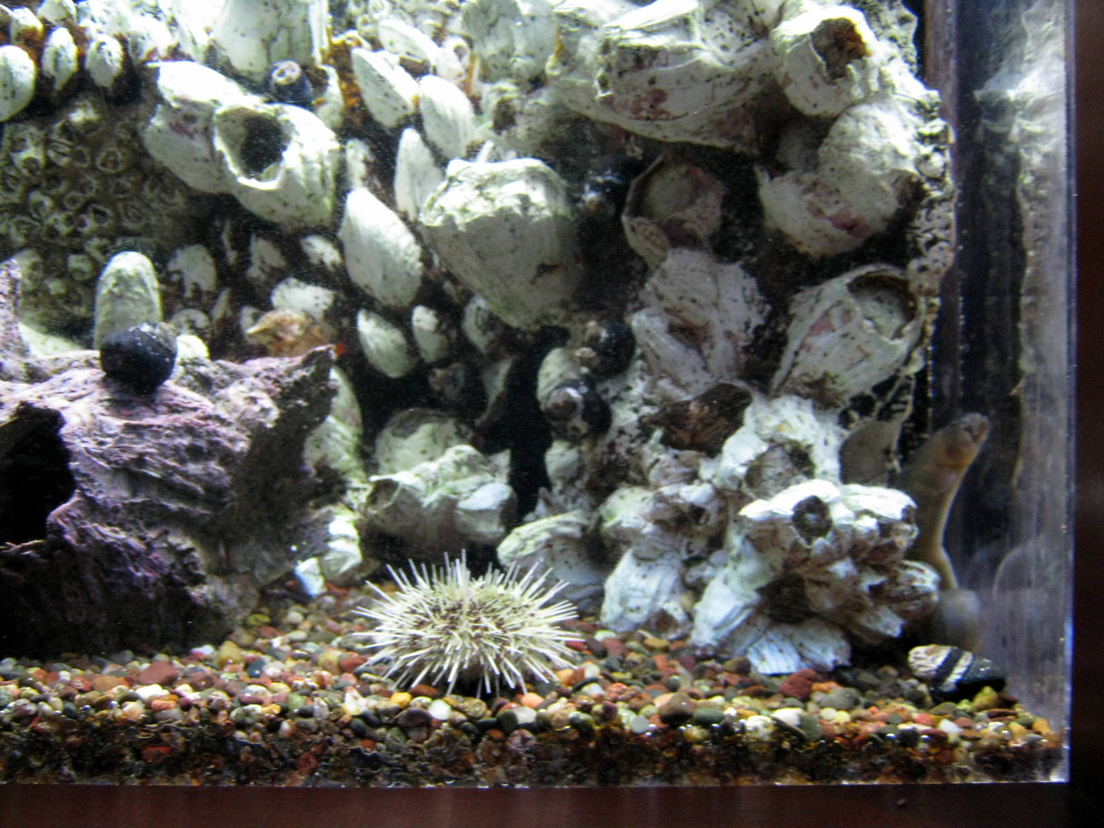 Scott Aquarium-Sea Urchin