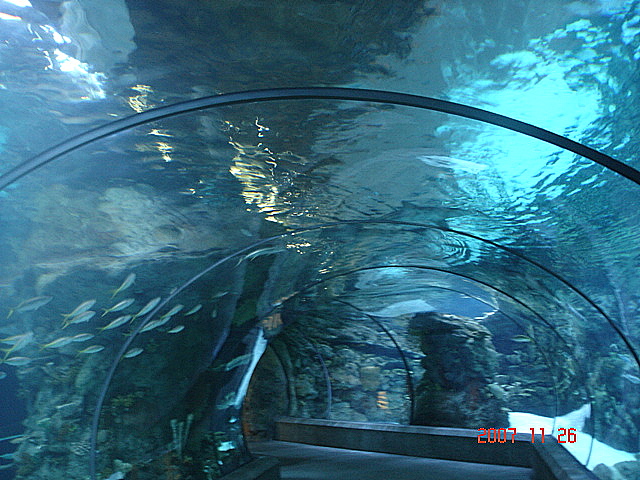 Scott Aquarium-Shark Tunnel