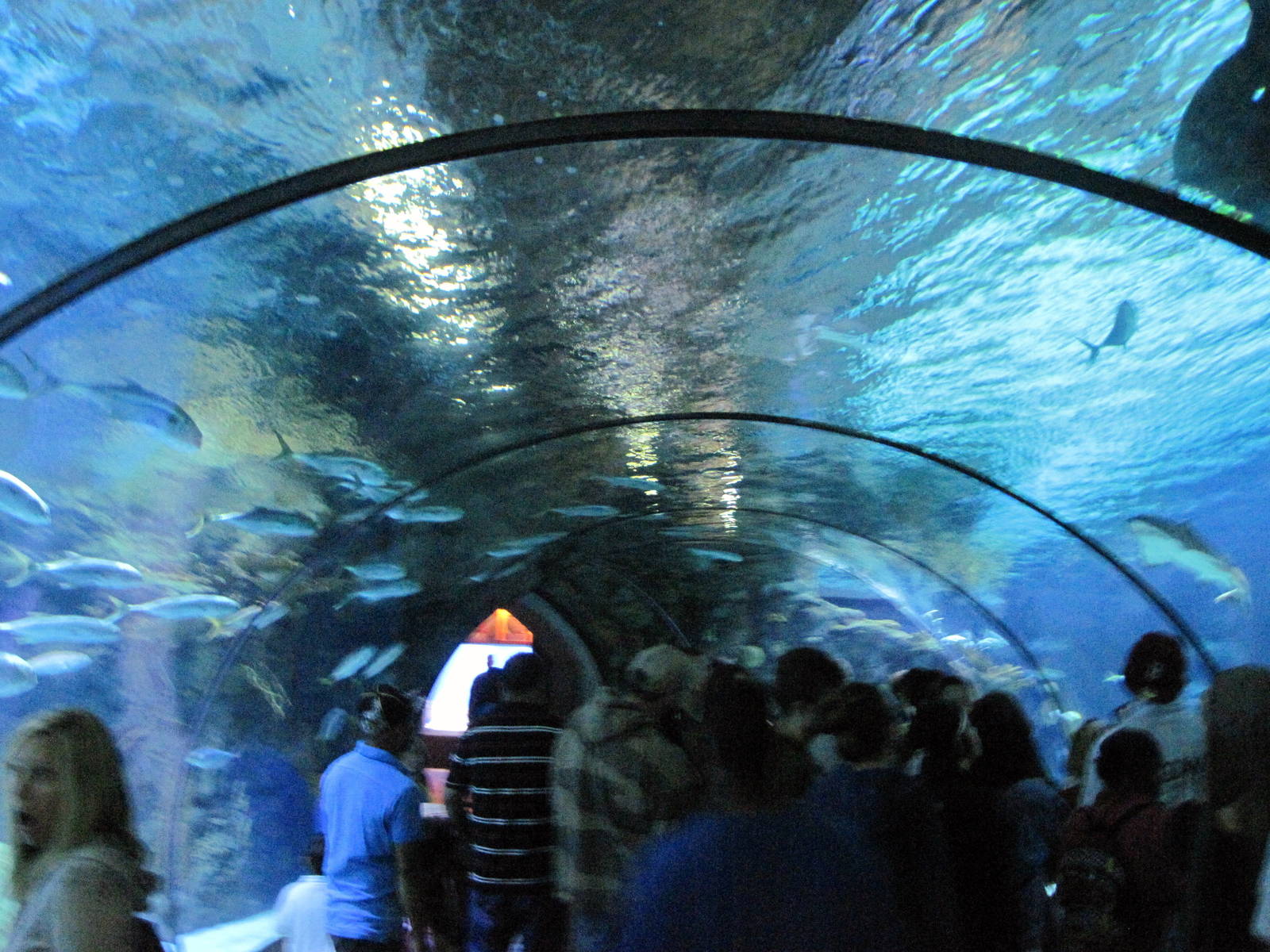 Scott Aquarium-Shark Tunnel