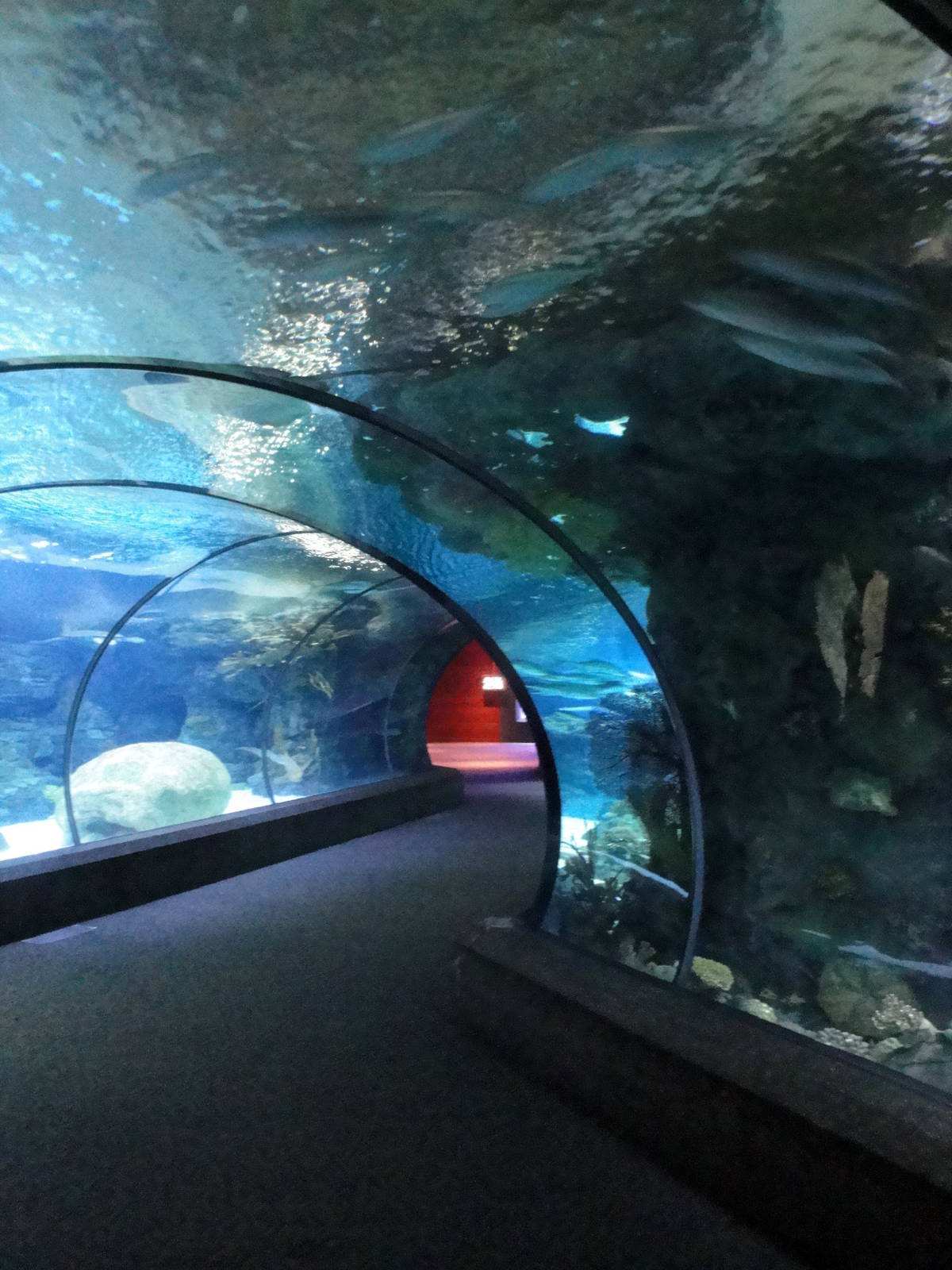Scott Aquarium - Shark Tunnel
