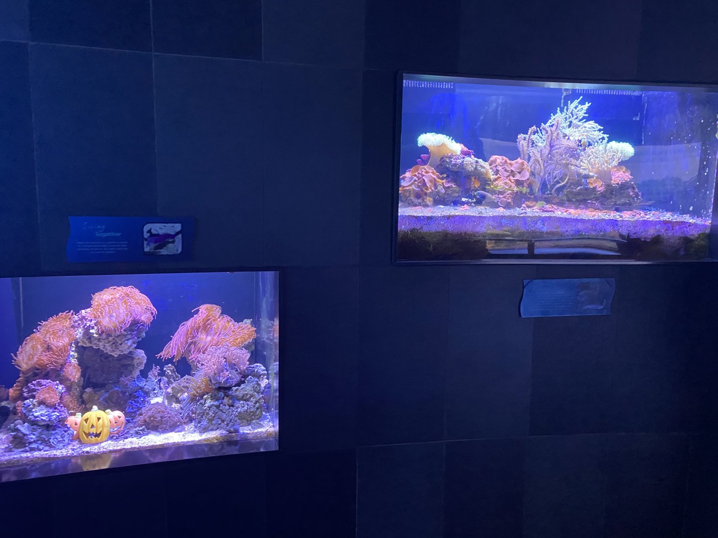 Scott Aquarium - Small Coral Tanks
