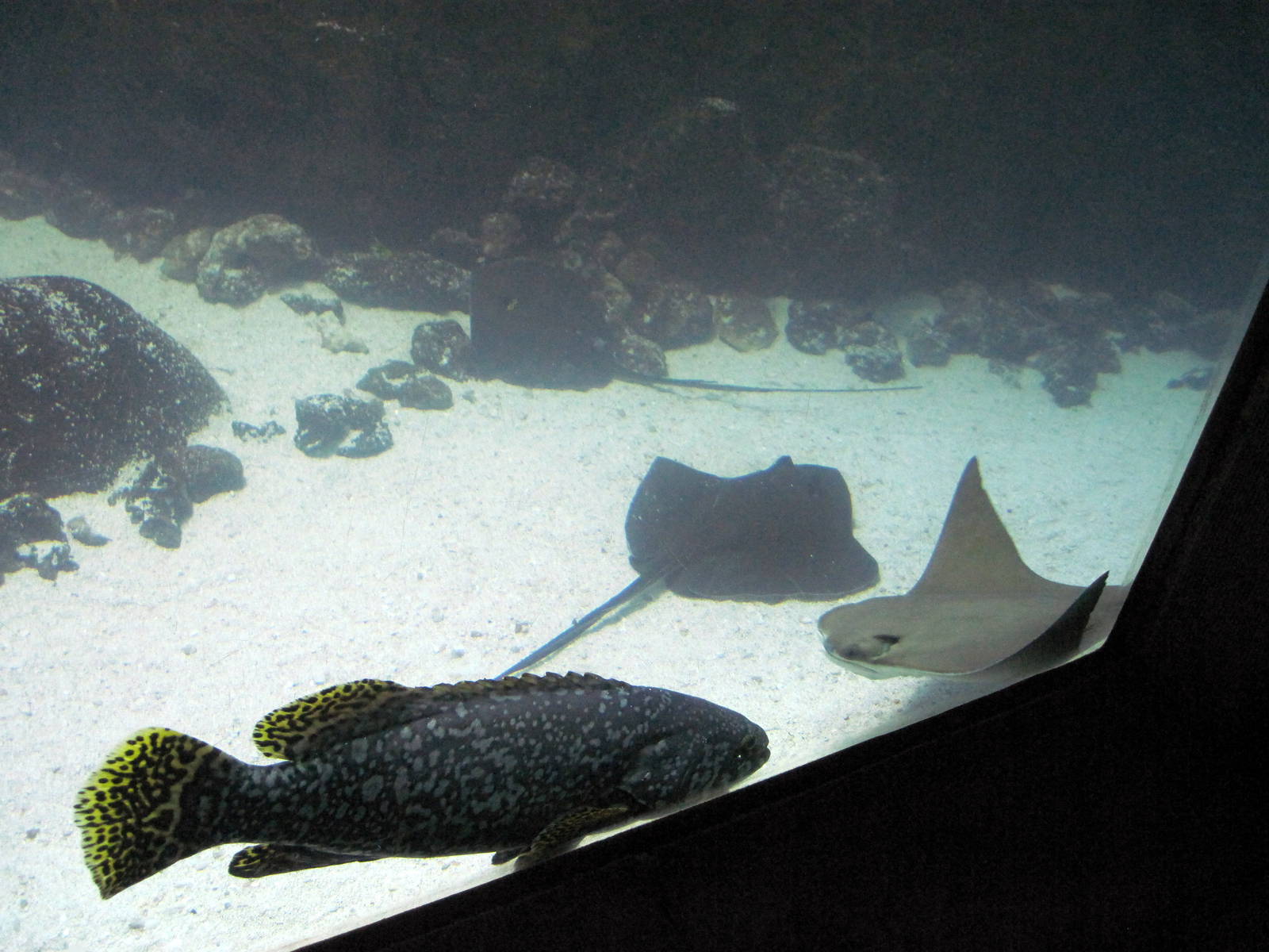 Scott Aquarium-Smaller Ocean Tank