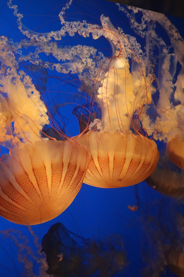Scott Aquarium - South American Sea Nettle