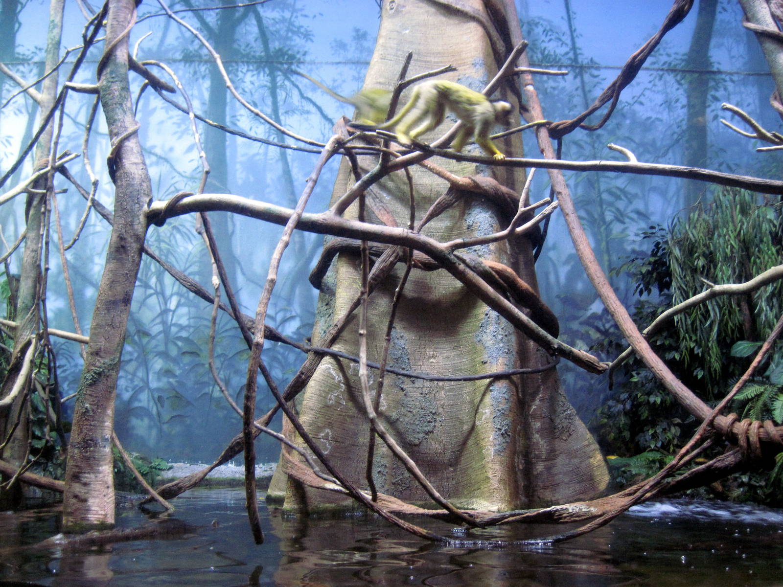 Scott Aquarium-Squirrel Monkey