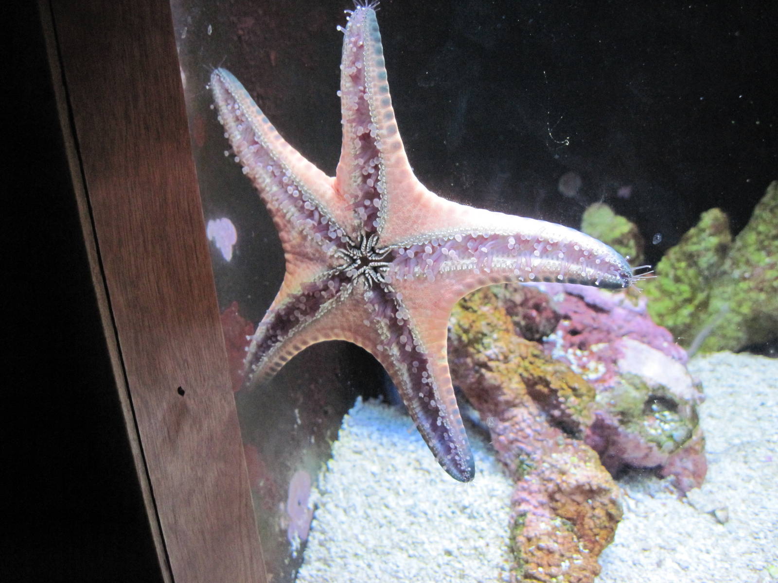 Scott Aquarium-Starfish