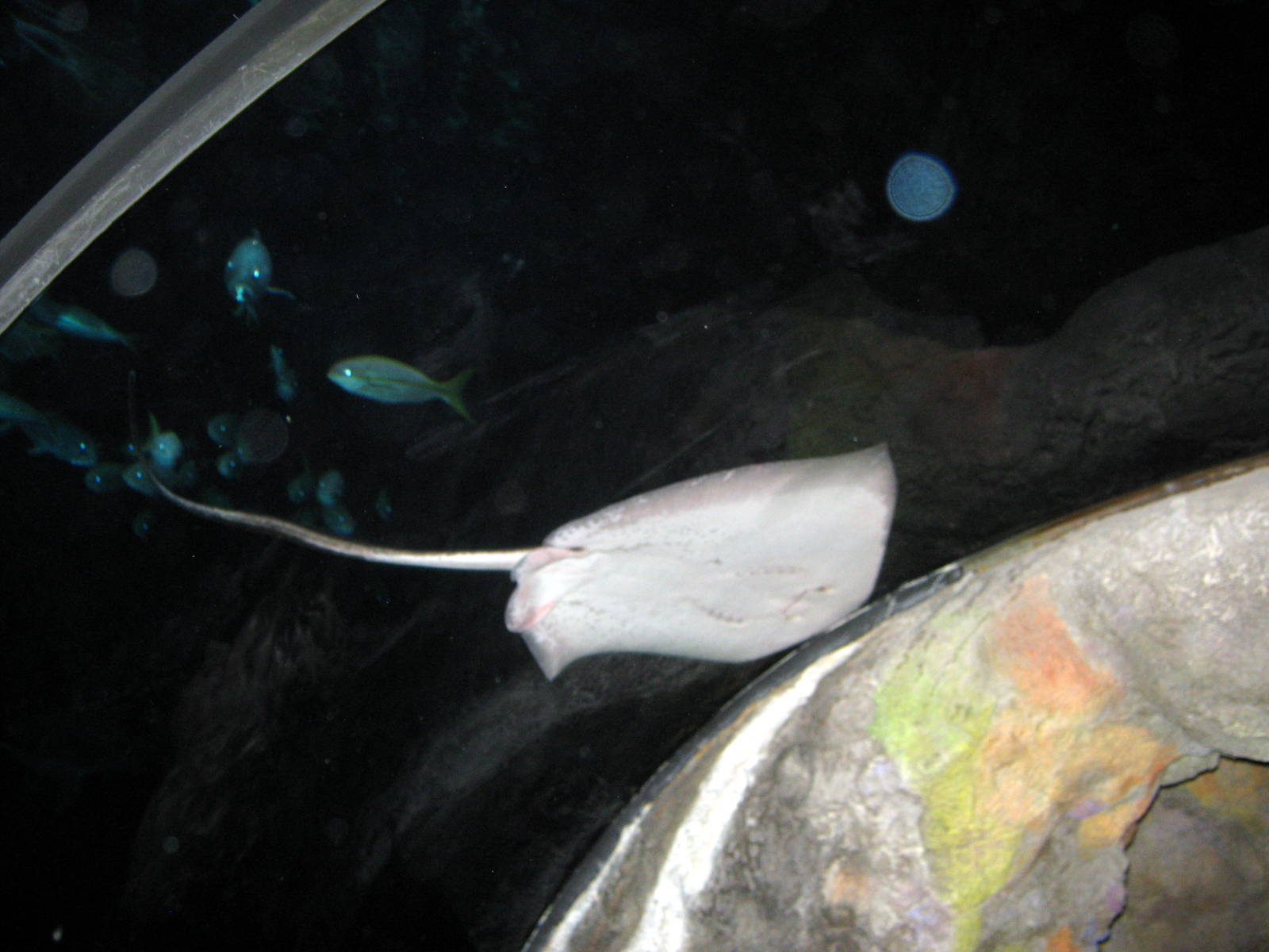 Scott Aquarium-Stingray