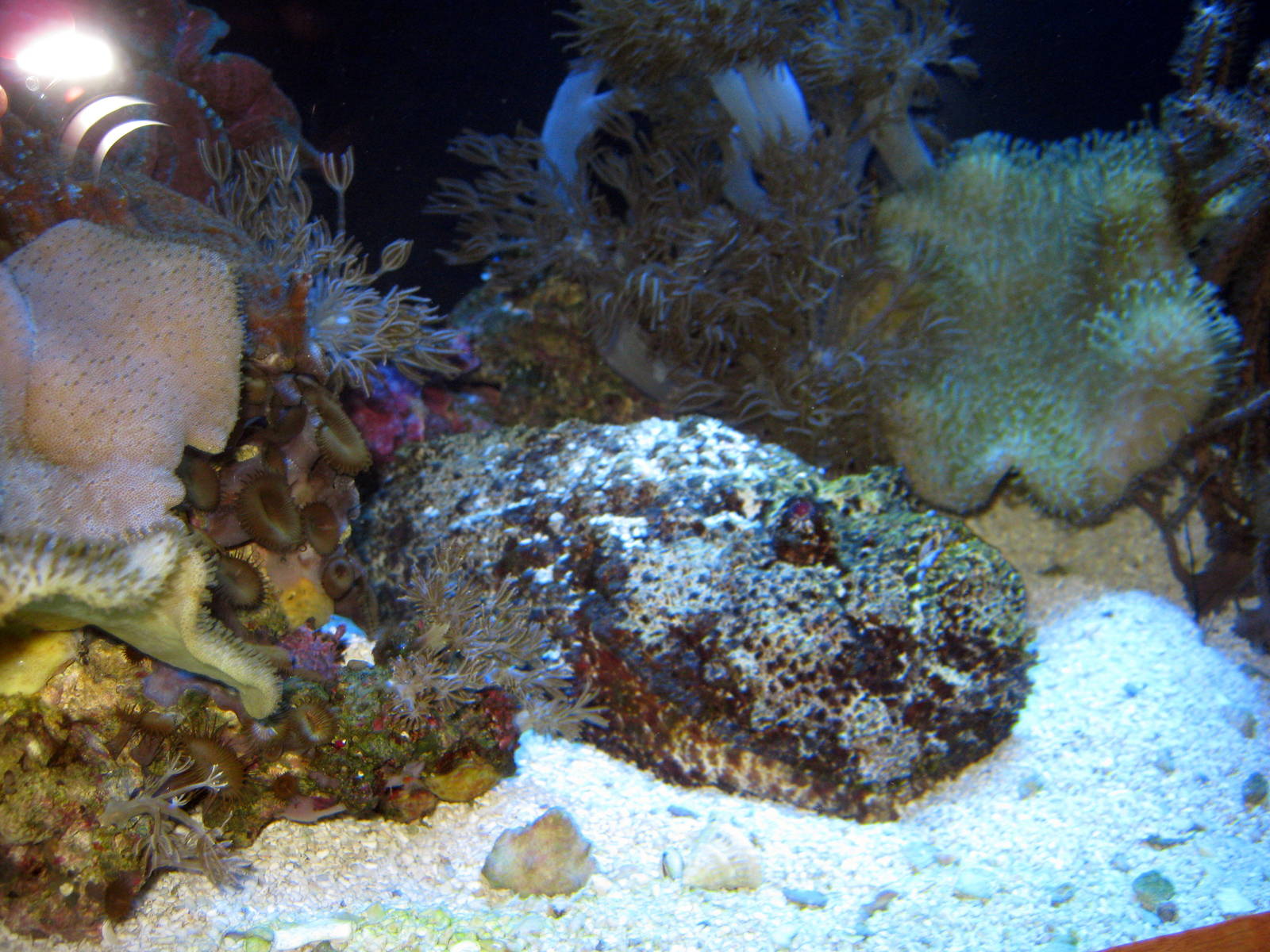 Scott Aquarium-Stonefish