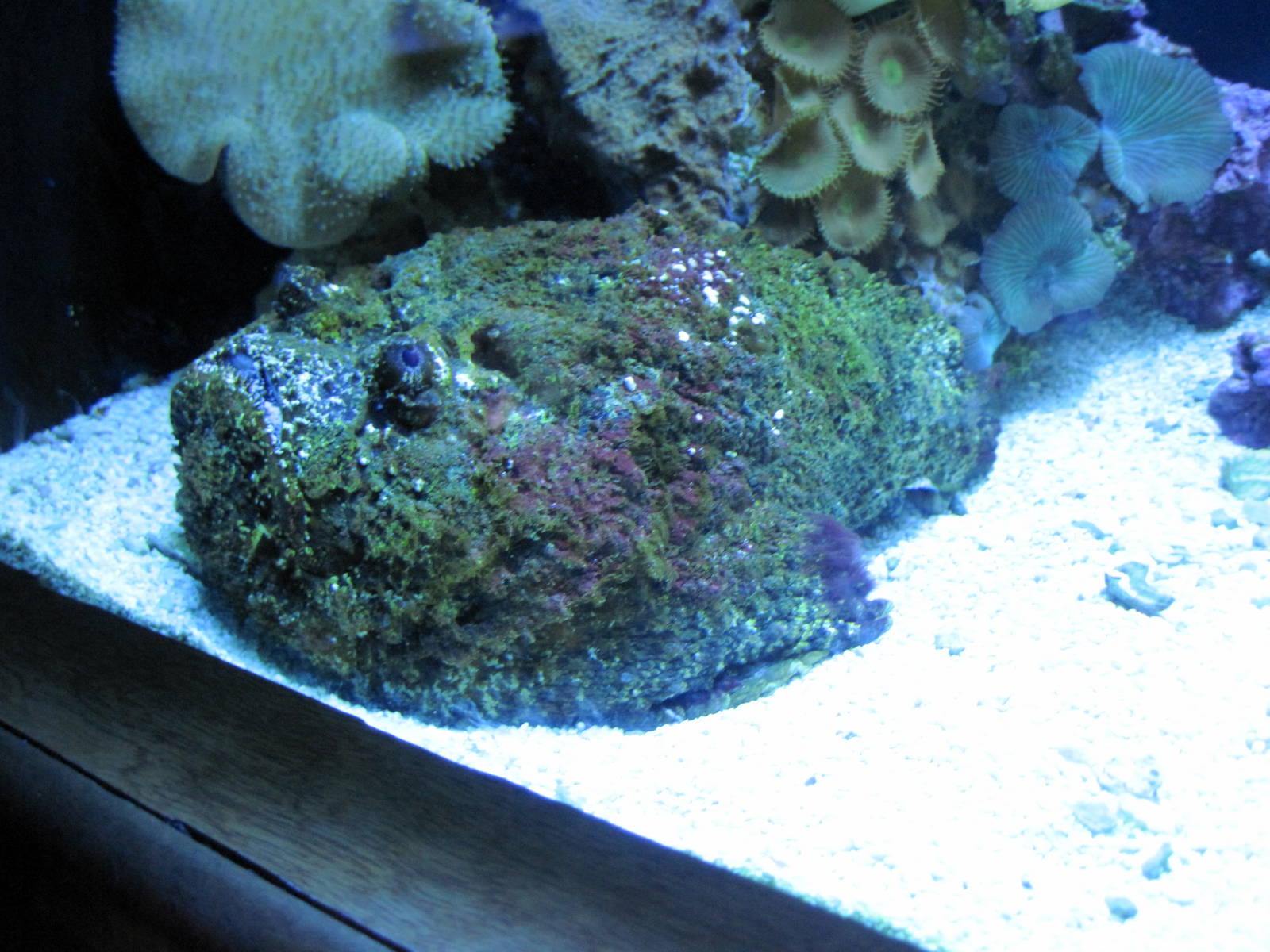 Scott Aquarium-Stonefish