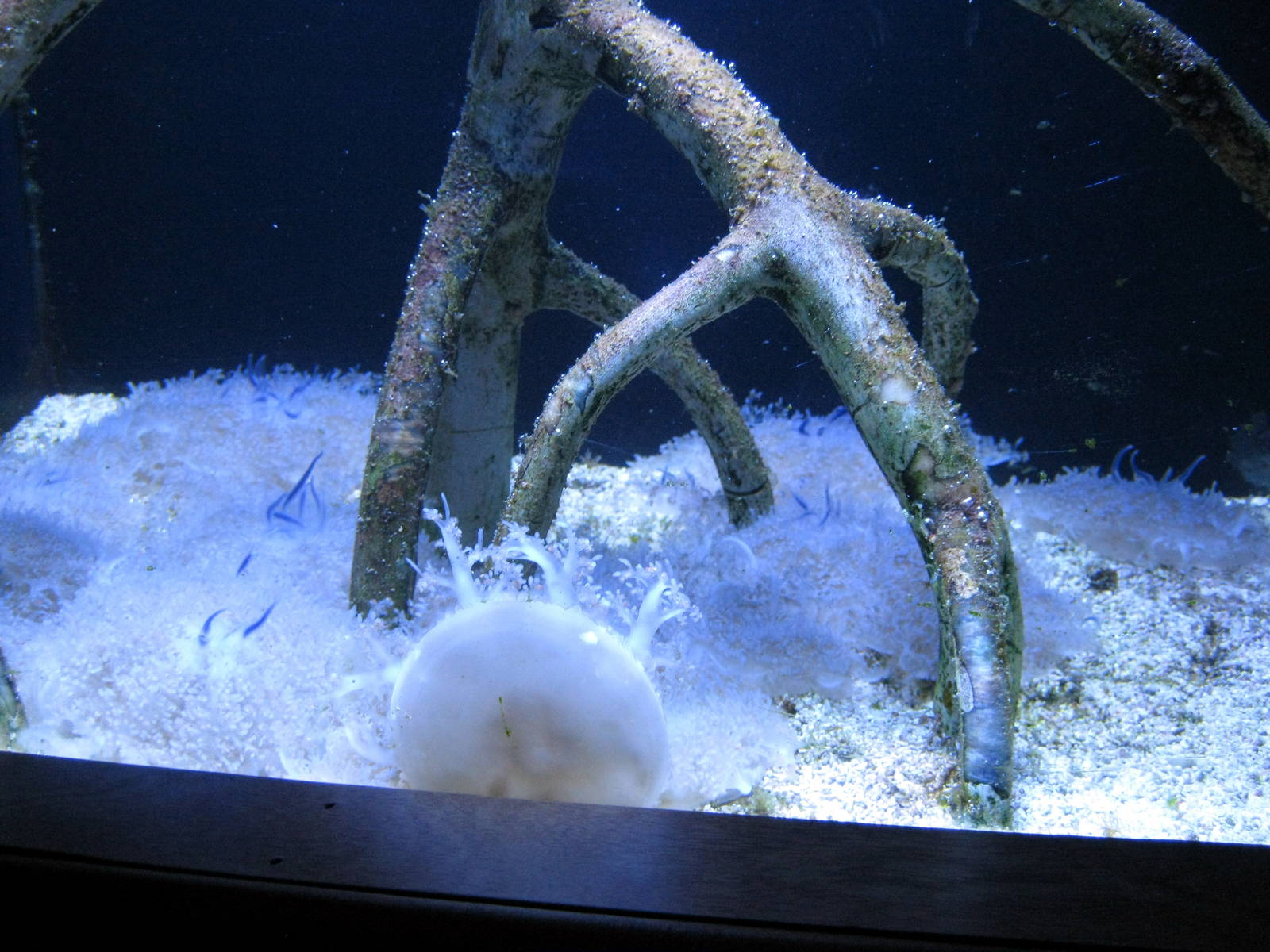 Scott Aquarium-Upside Down Jellyfish